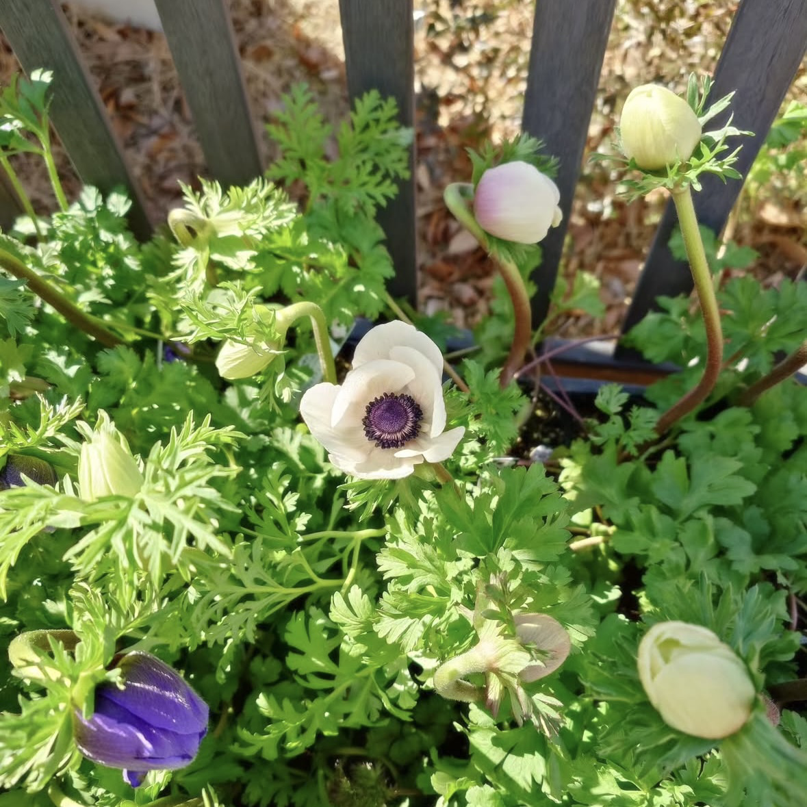 アネモネ・ラナンキュラス 入荷 - niwa to ki （ニワトキ）